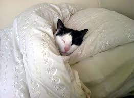 camas gato.jpg
